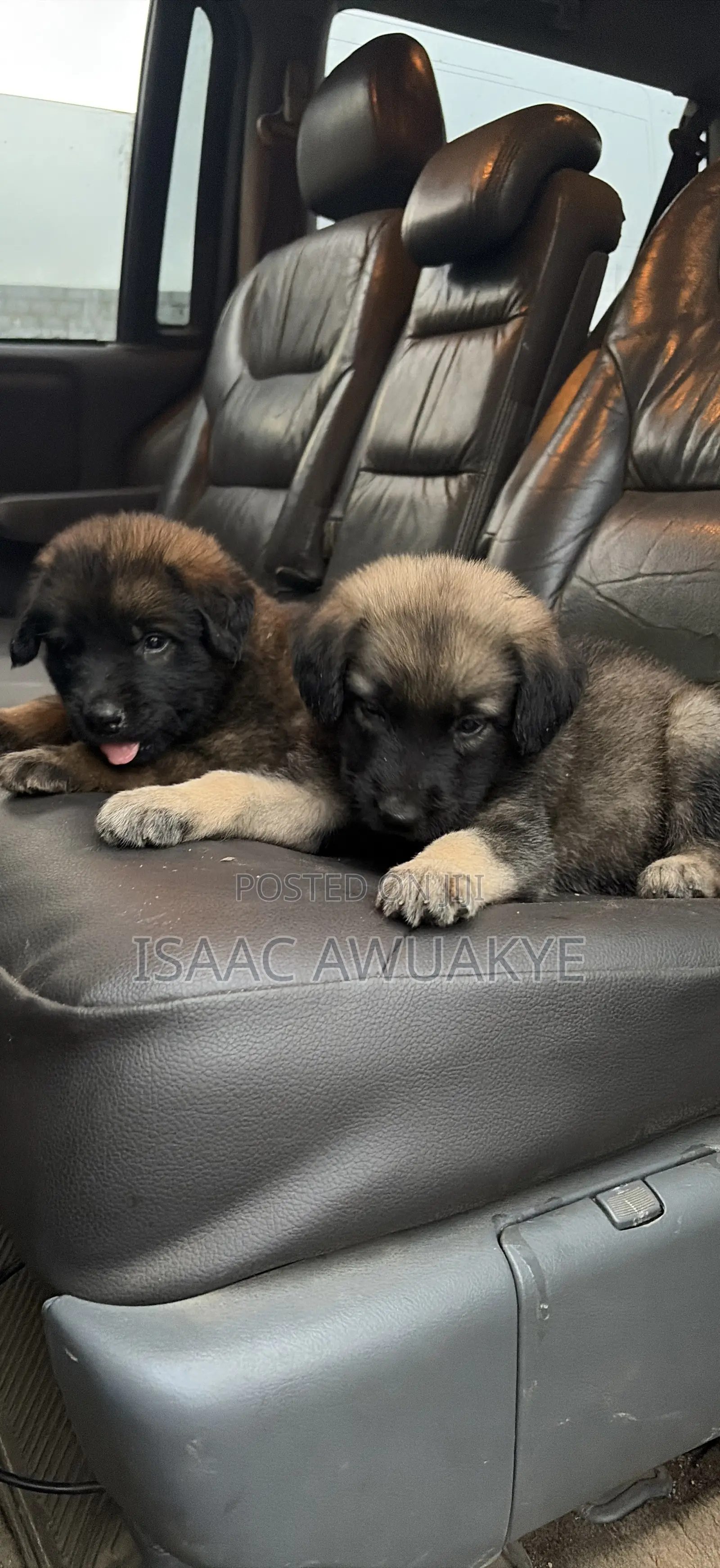 1-3 months Male Mixed Breed German Shepherd