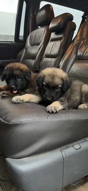 1-3 months Male Mixed Breed German Shepherd