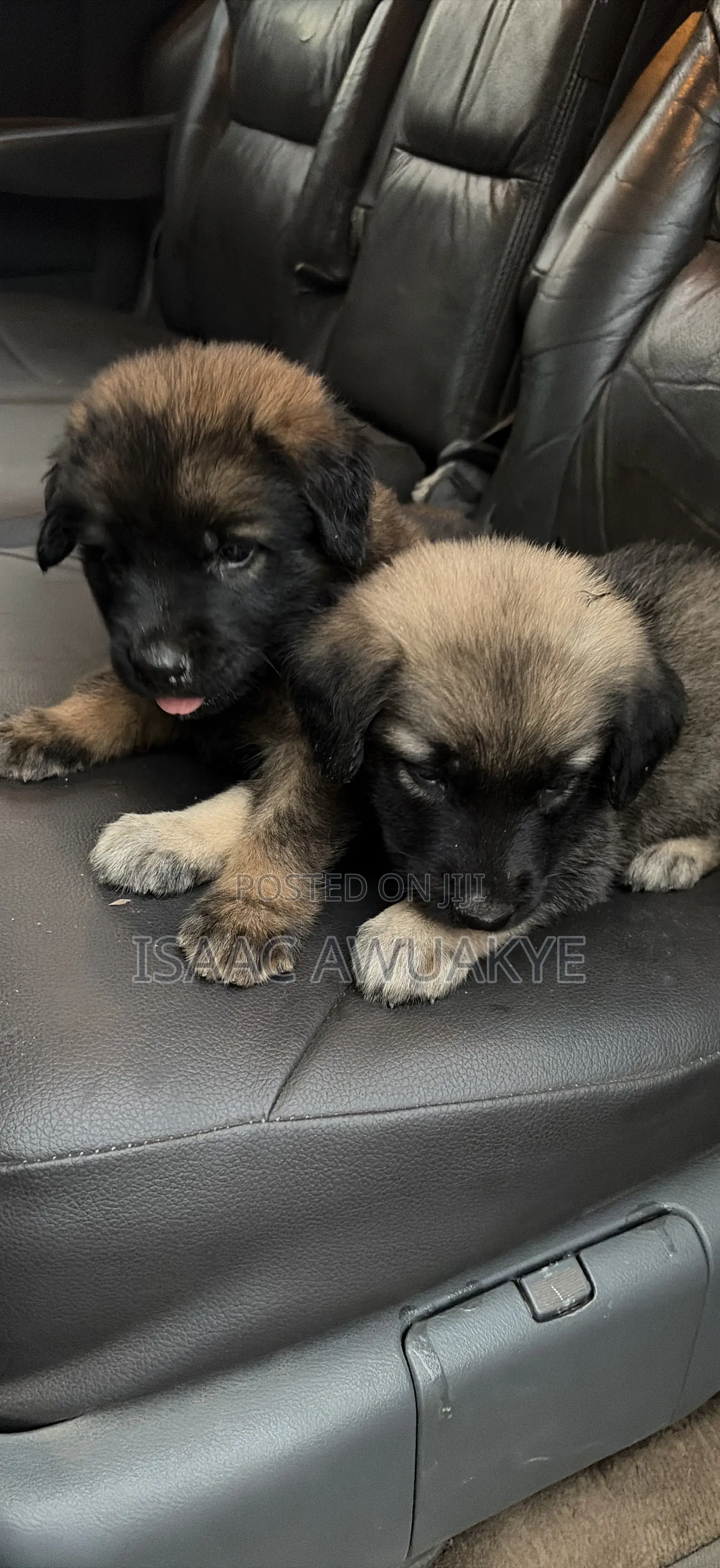 1-3 months Male Mixed Breed German Shepherd