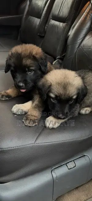 1-3 months Male Mixed Breed German Shepherd