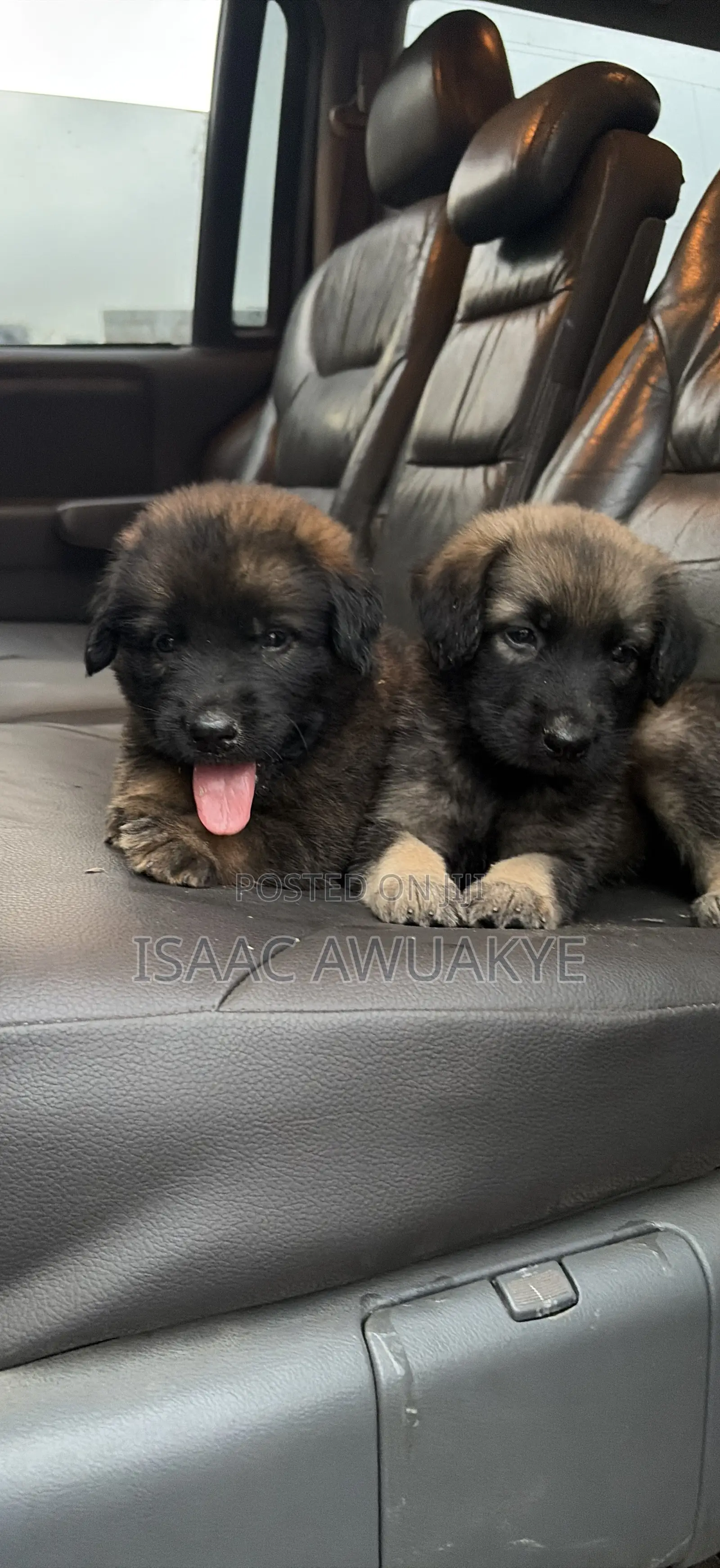 1-3 months Male Mixed Breed German Shepherd