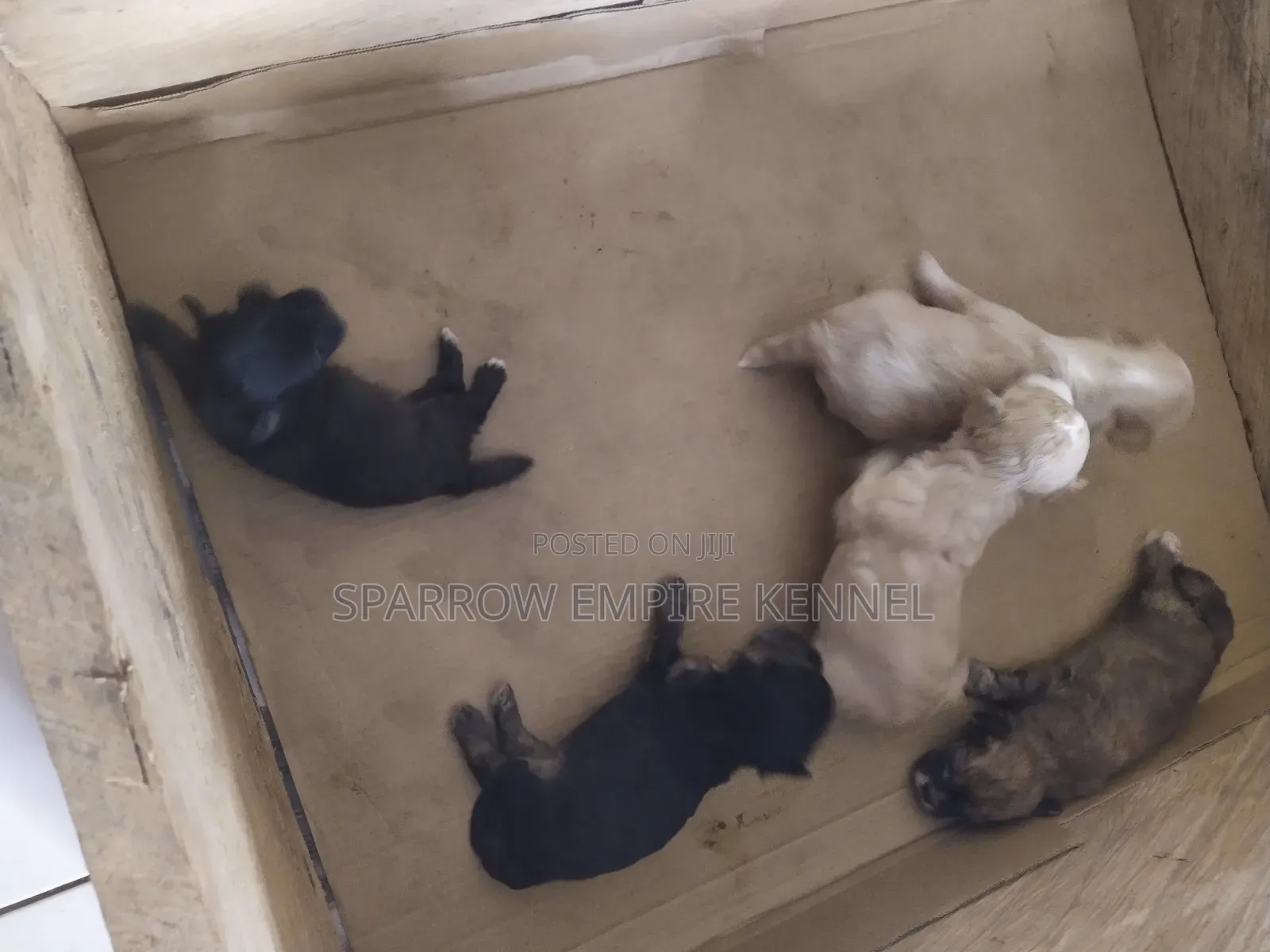 0-1 month Male Purebred Poodle