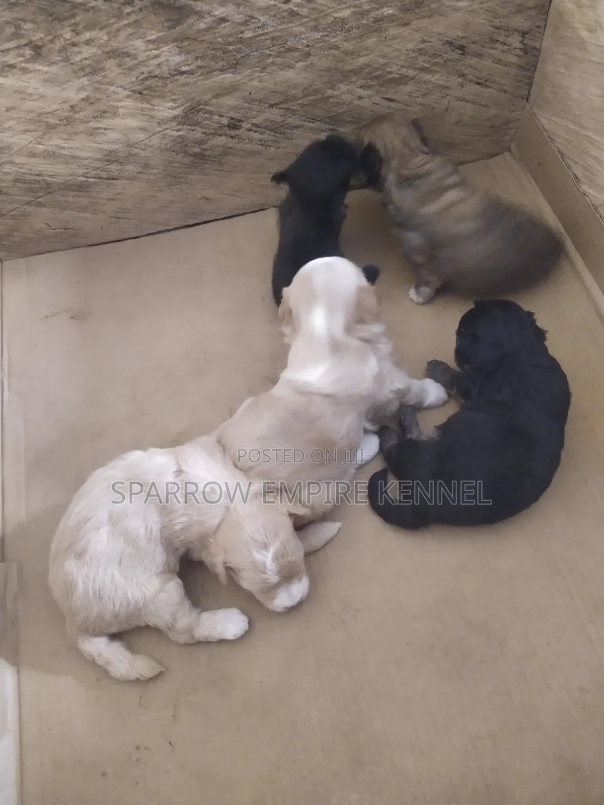 0-1 month Male Purebred Poodle
