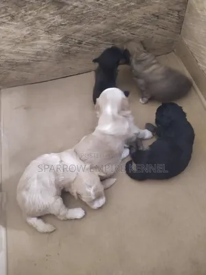 0-1 month Male Purebred Poodle