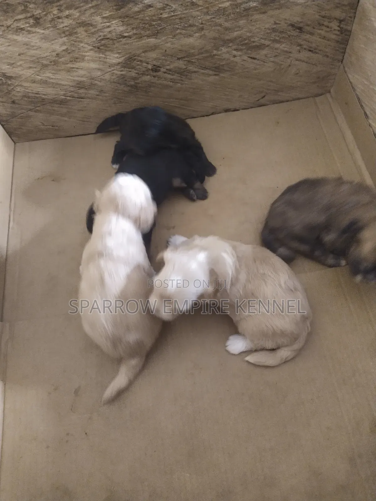 0-1 month Male Purebred Poodle
