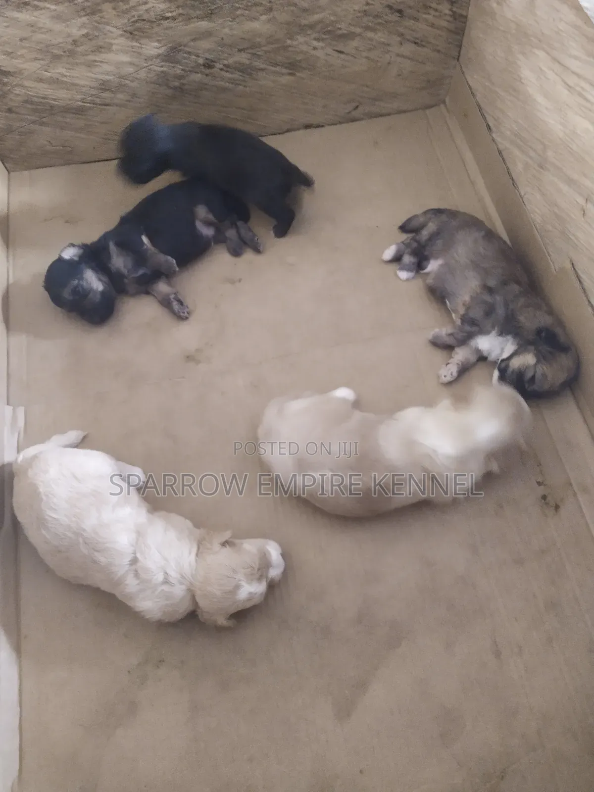 0-1 month Male Purebred Poodle