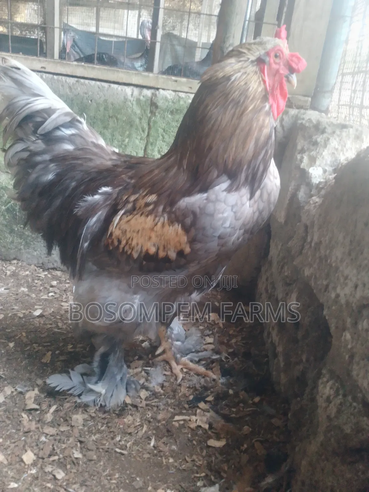 Brahma Chicken for Sale