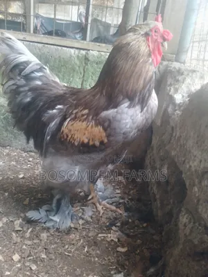 Brahma Chicken for Sale