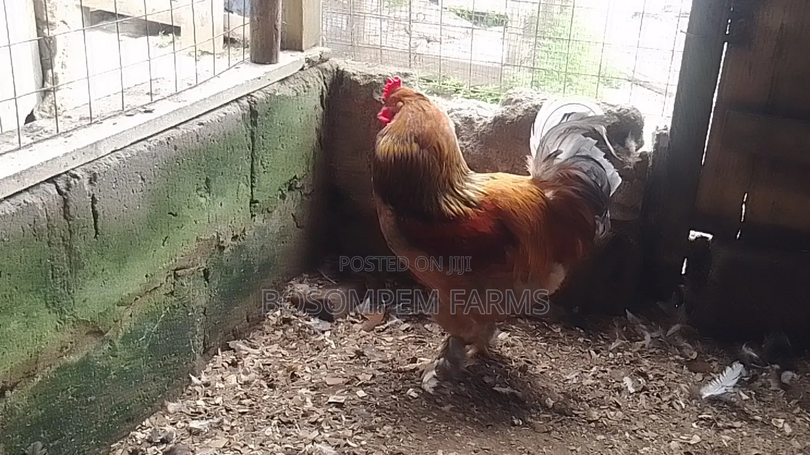 Brahma Chicken for Sale