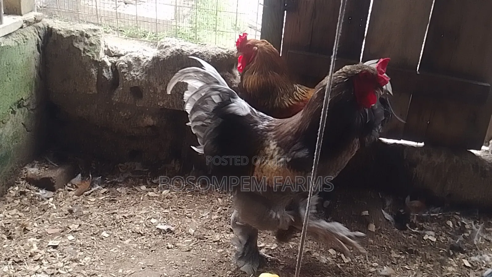 Brahma Chicken for Sale