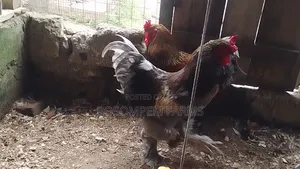 Brahma Chicken for Sale