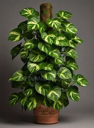 Golden Pathos - Beautiful Indoor Ornamental Plant for Sale