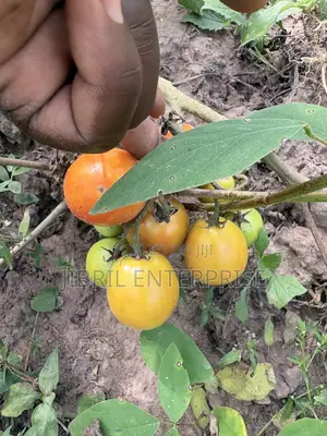 Roma Tomato, Burkina Tomato, Non Hybrid Seeds for Planting