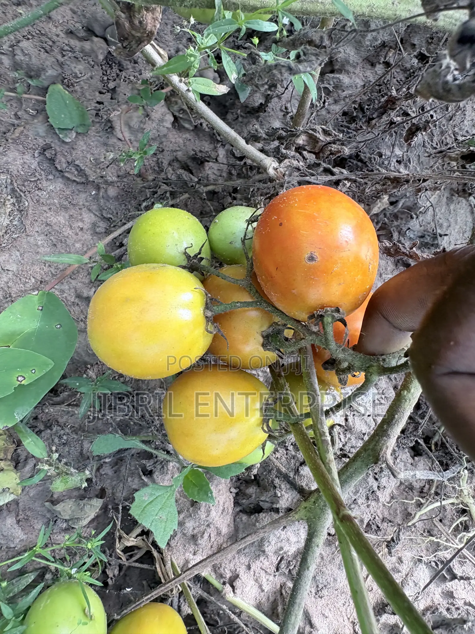 Roma Tomato, Burkina Tomato, Non Hybrid Seeds for Planting
