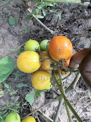 Roma Tomato, Burkina Tomato, Non Hybrid Seeds for Planting