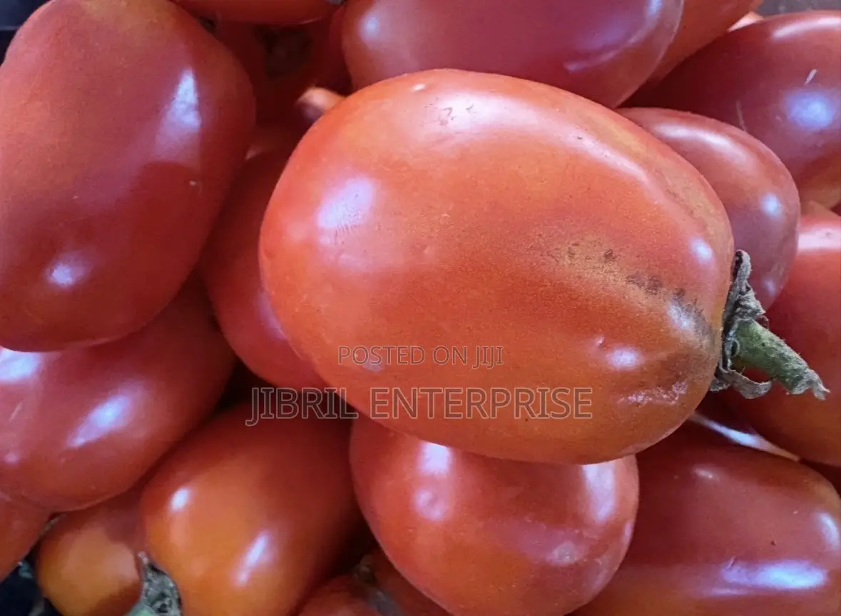 Roma Tomato, Burkina Tomato, Non Hybrid Seeds for Planting