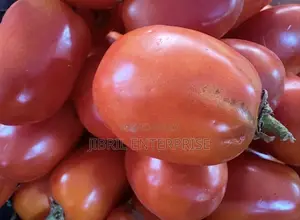 Roma Tomato, Burkina Tomato, Non Hybrid Seeds for Planting