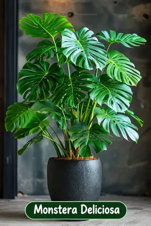 Monstera Deliciosa–beautiful Swiss Cheese Plant for Sale