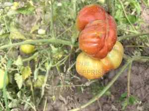 Certified Large Ribbed Tomato Seeds, High Yielding Variety