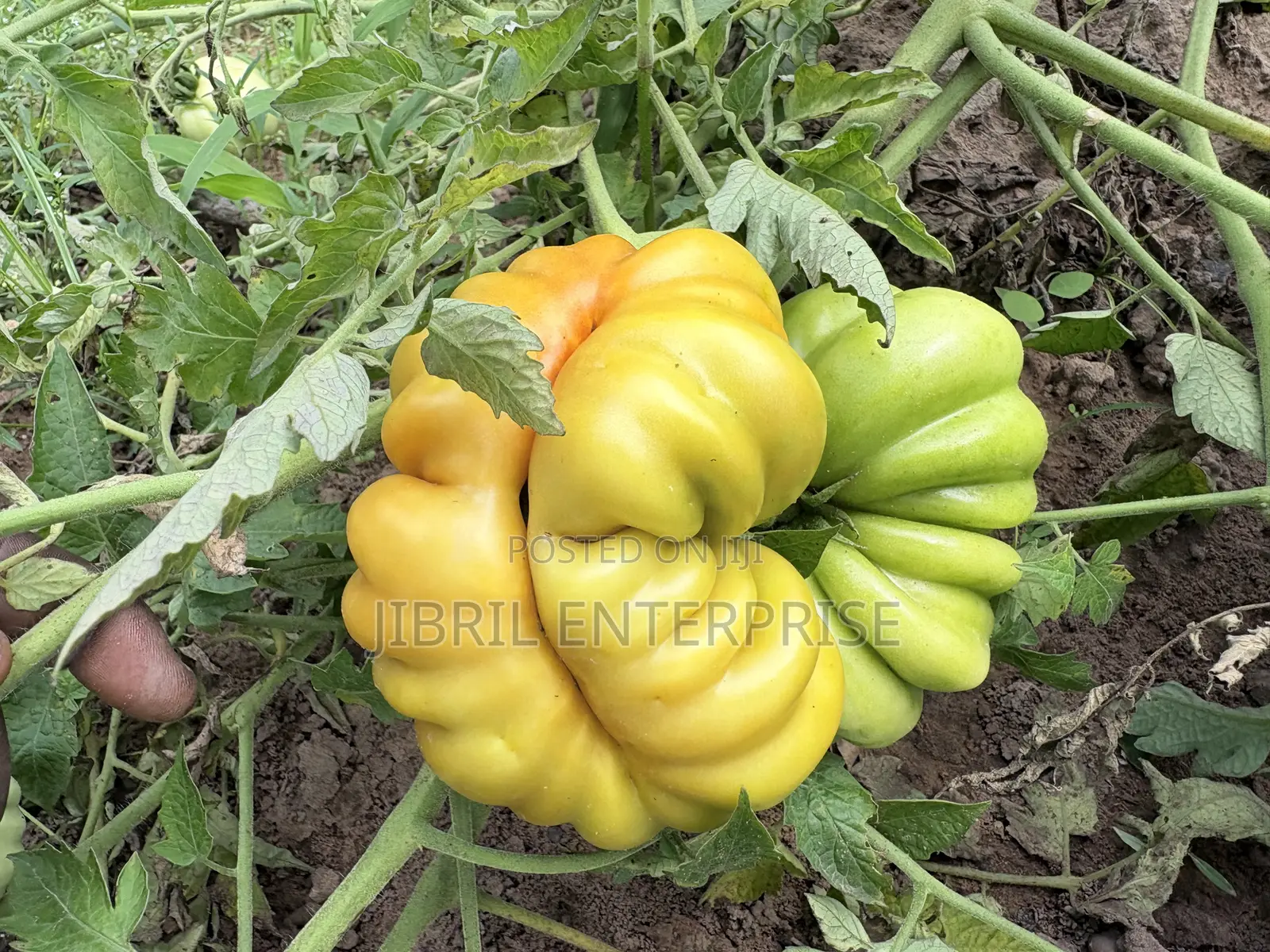 Certified Large Ribbed Tomato Seeds, High Yielding Variety