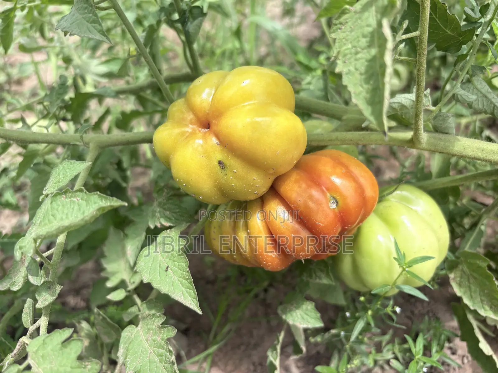 Certified Large Ribbed Tomato Seeds, High Yielding Variety