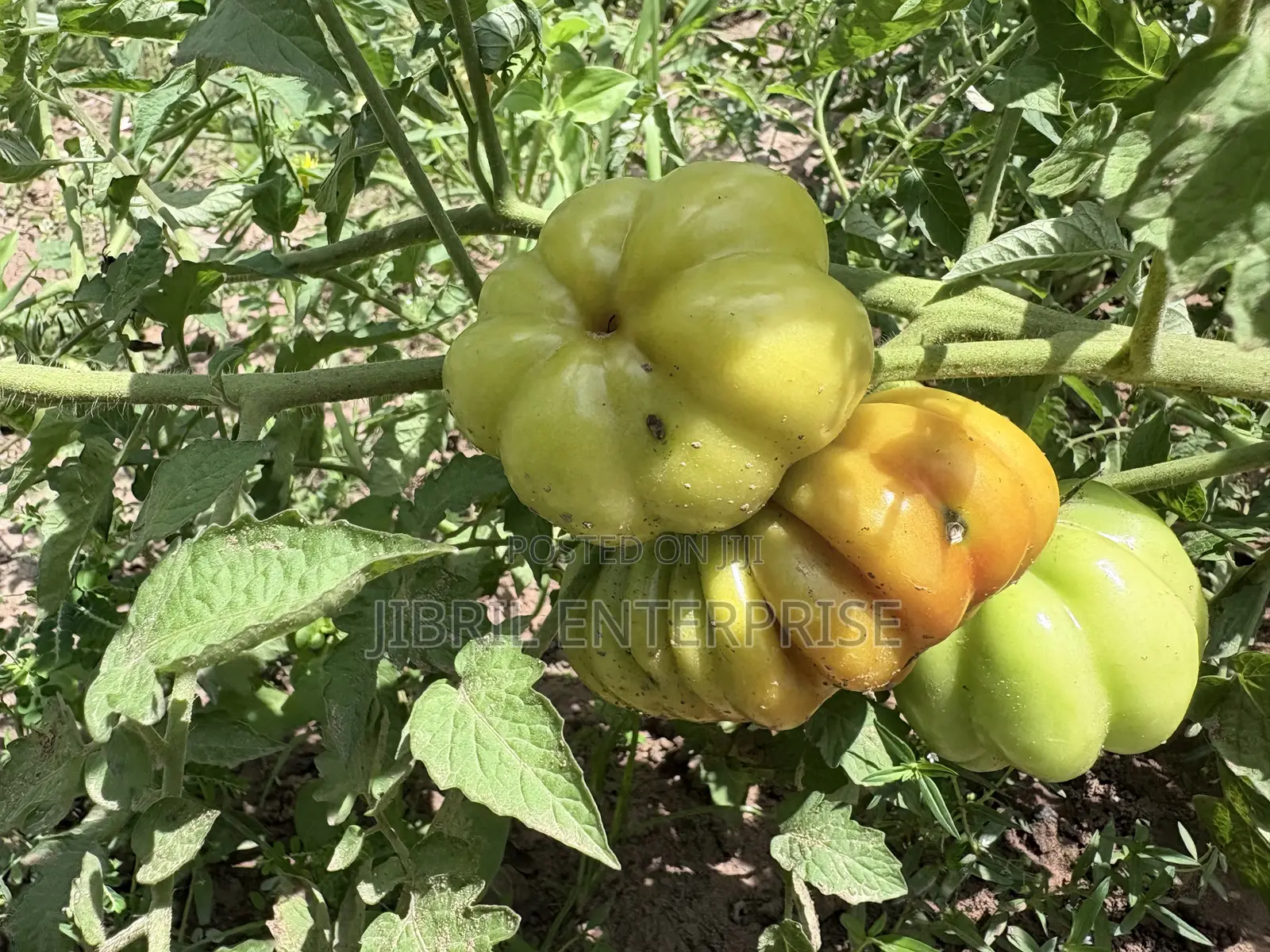 Certified Large Ribbed Tomato Seeds, High Yielding Variety