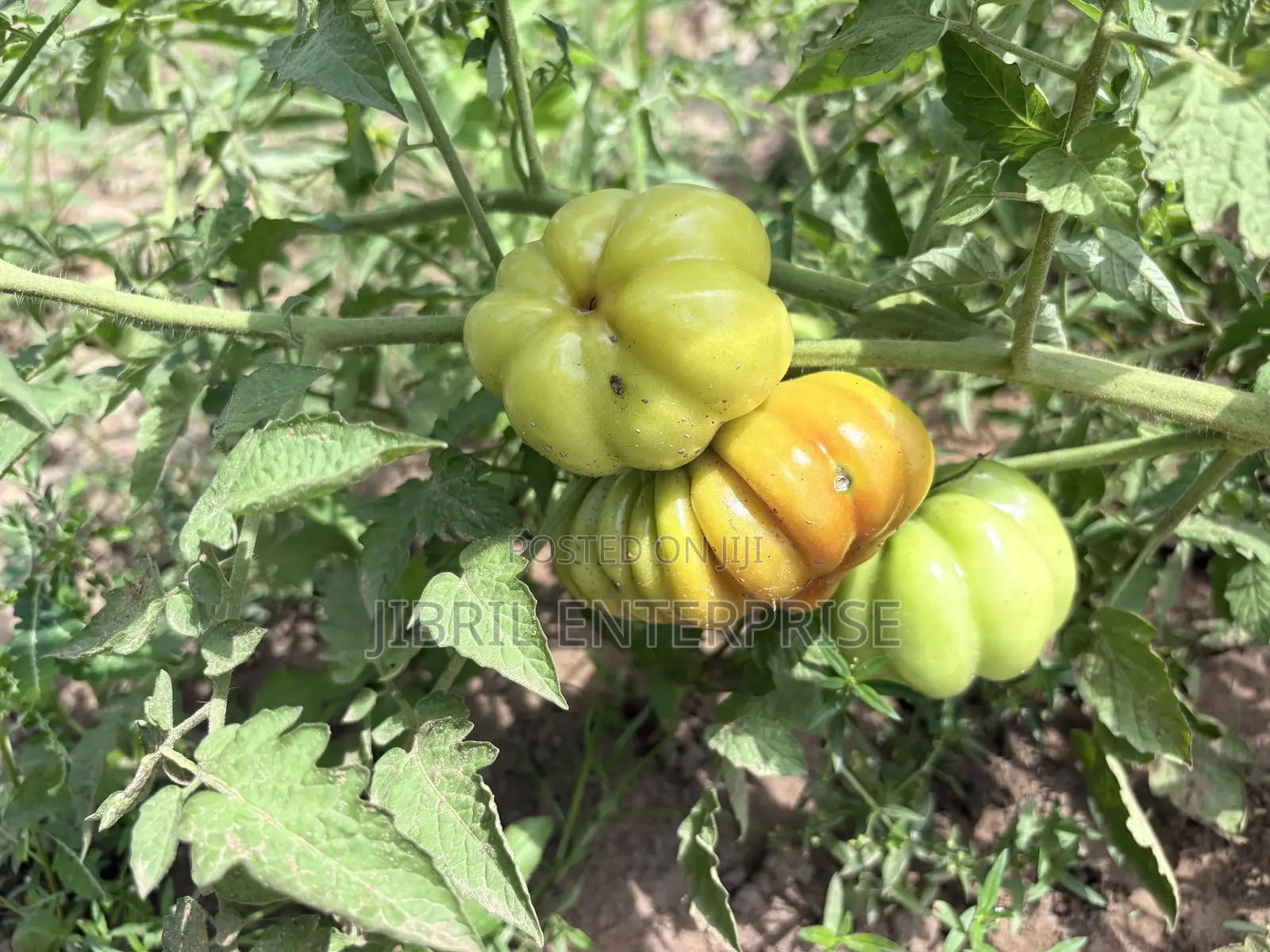 Certified Large Ribbed Tomato Seeds, High Yielding Variety