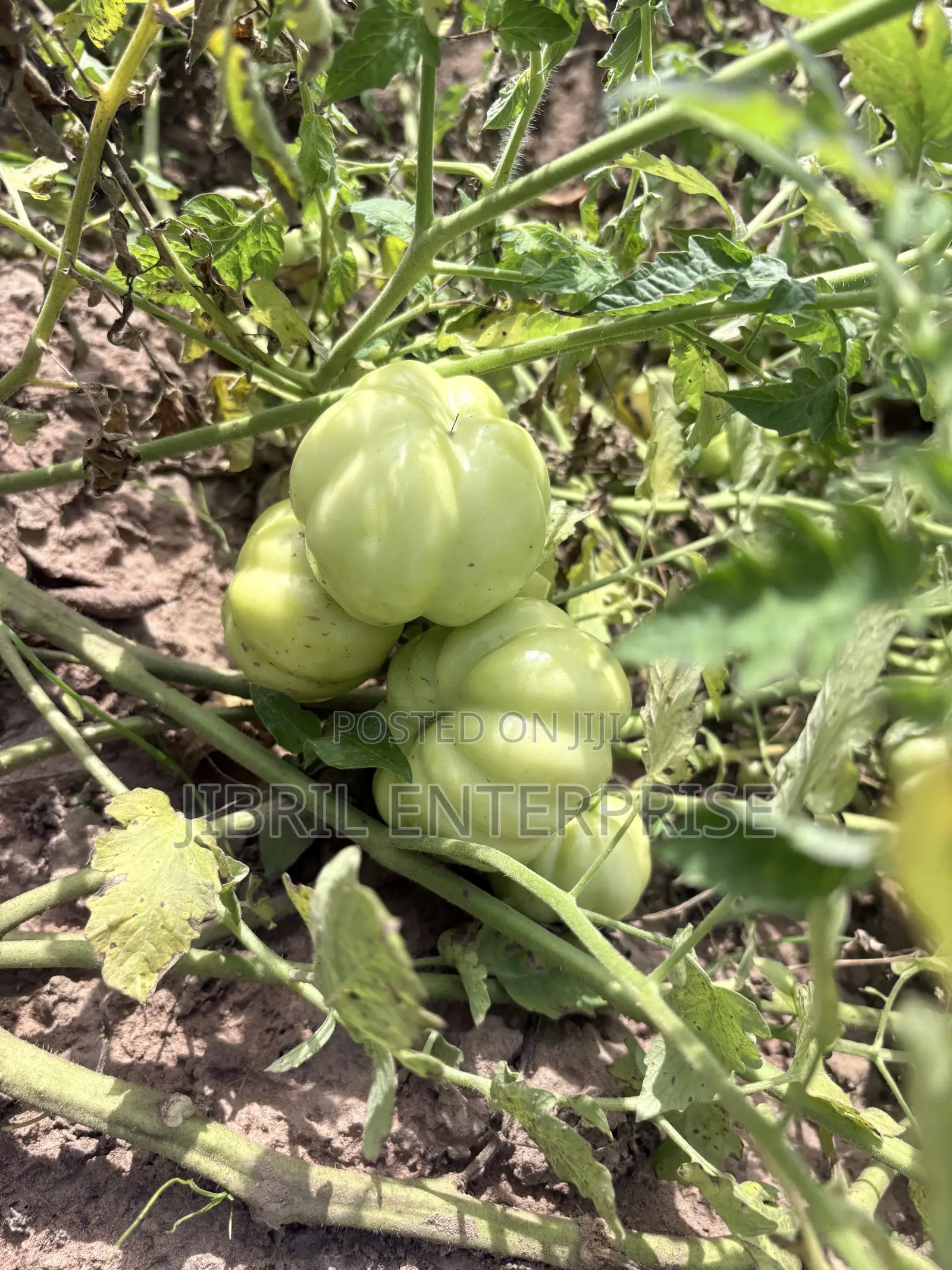 Certified Large Ribbed Tomato Seeds, High Yielding Variety