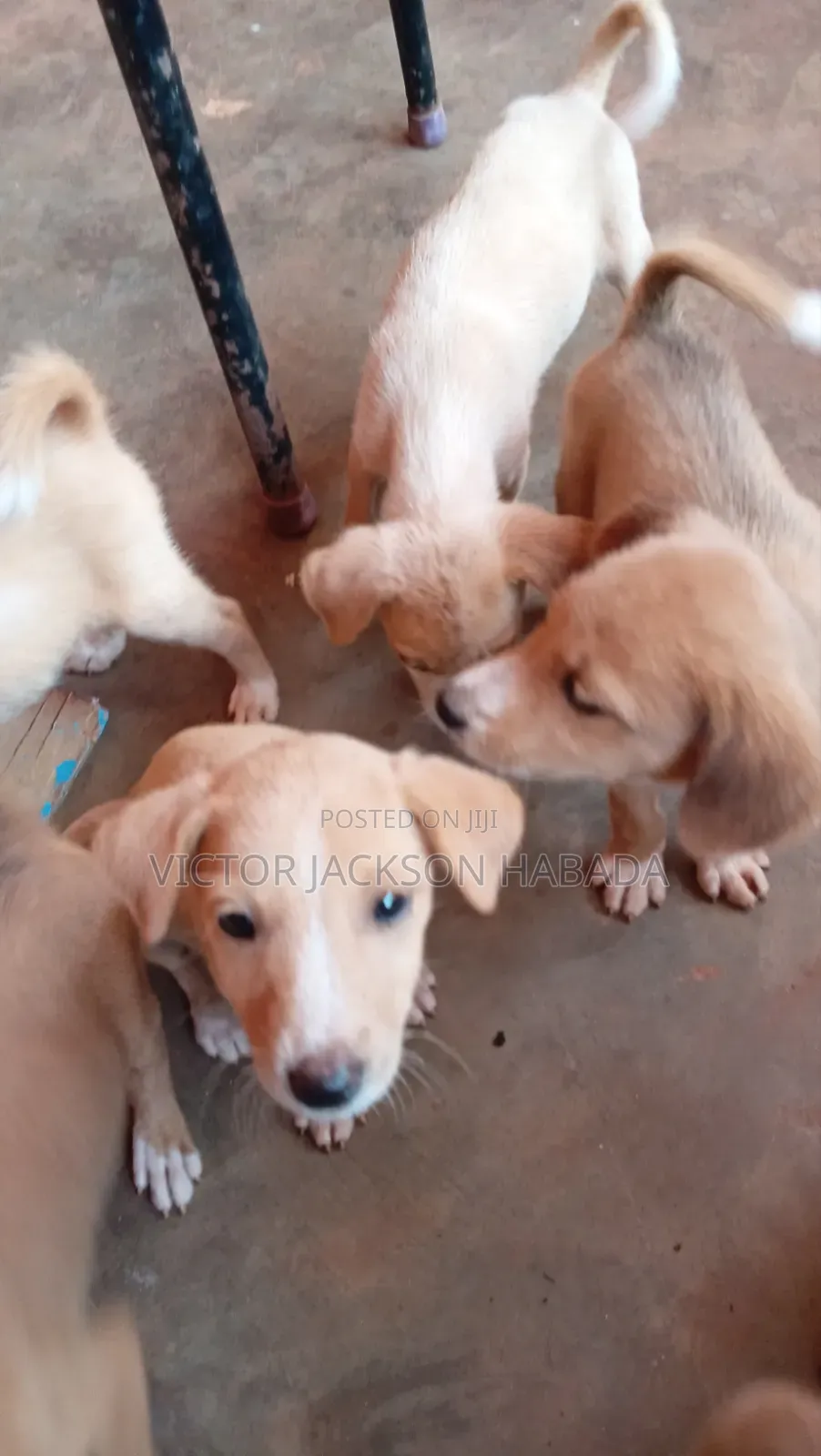 1-3 months Male Mixed Breed Labrador Retriever