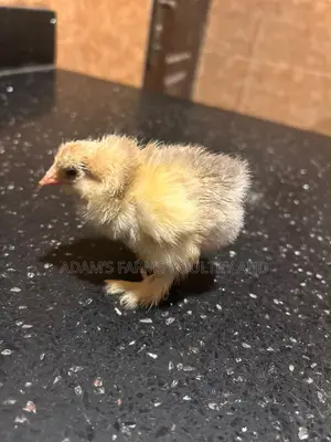 Brahma Chicks – Day Old, Different Colours