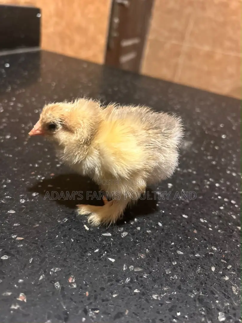 Brahma Chicks – Day Old, Different Colours