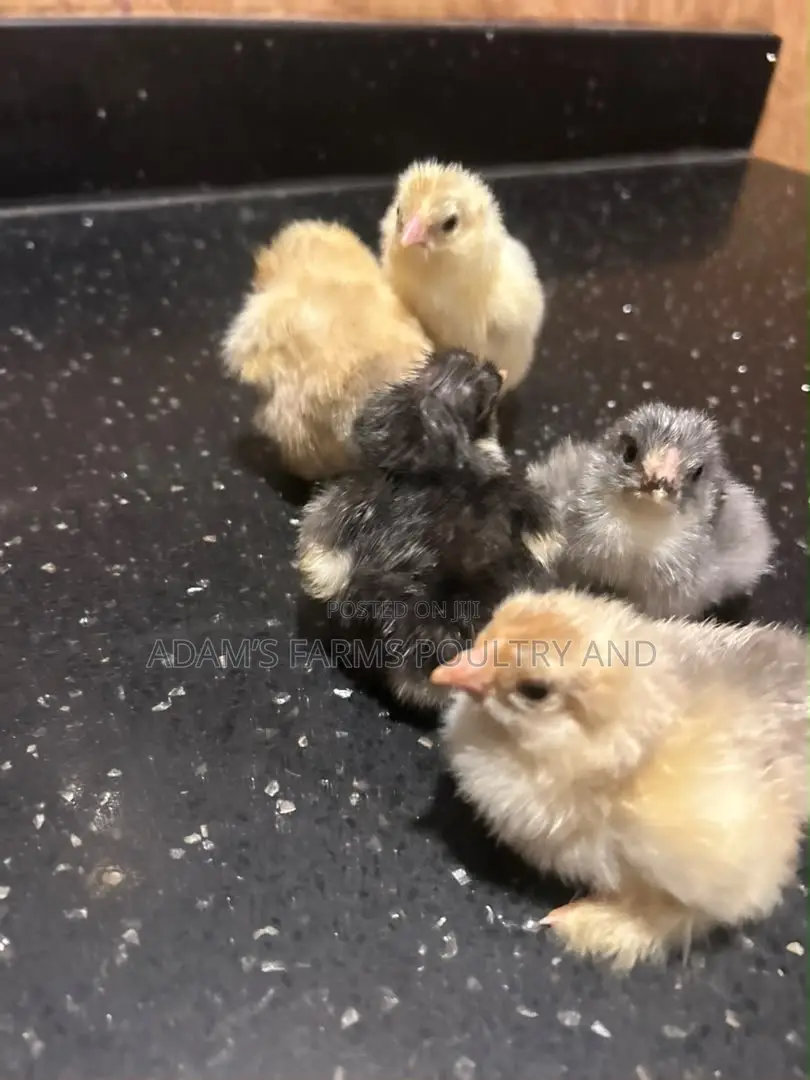 Brahma Chicks – Day Old, Different Colours