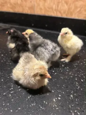 Brahma Chicks – Day Old, Different Colours