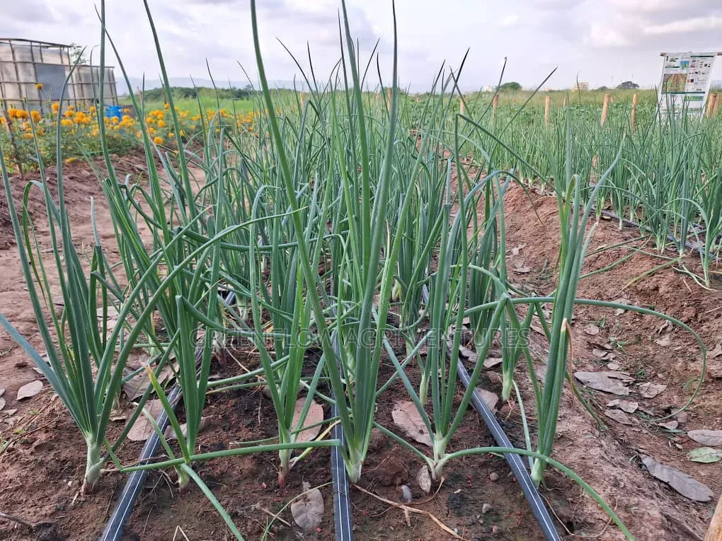 Drip Pipe 12mm