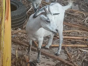 Female Goat,2nd Birth Femal Goat