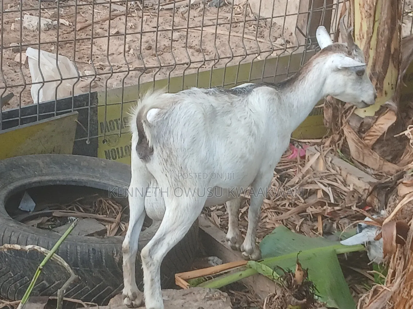 Female Goat,2nd Birth Femal Goat