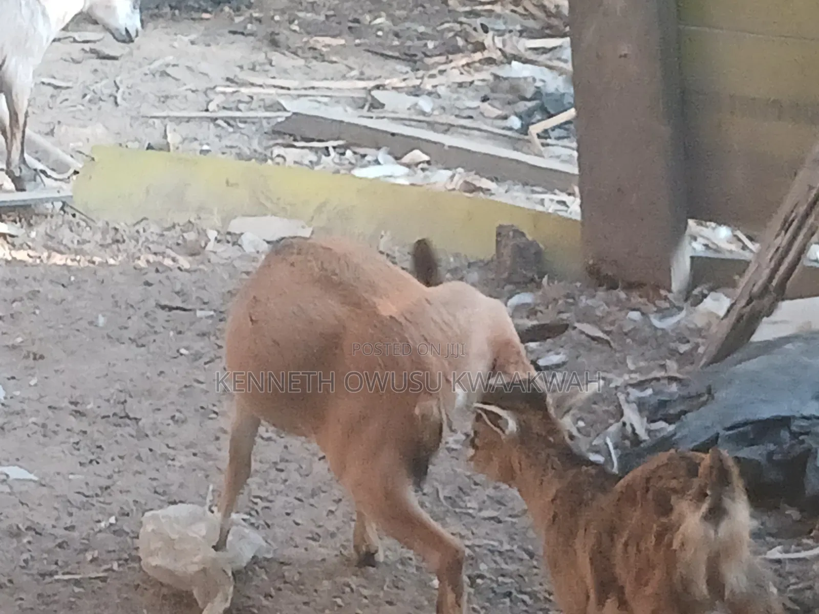 Female Goat,2nd Birth Femal Goat