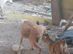 Female Goat,2nd Birth Femal Goat