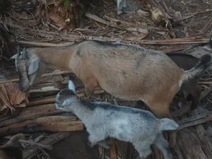 Female Goat,2nd Birth Femal Goat