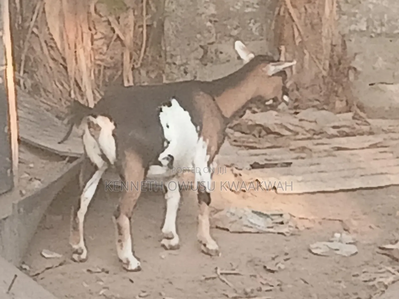 Female Goat,2nd Birth Femal Goat