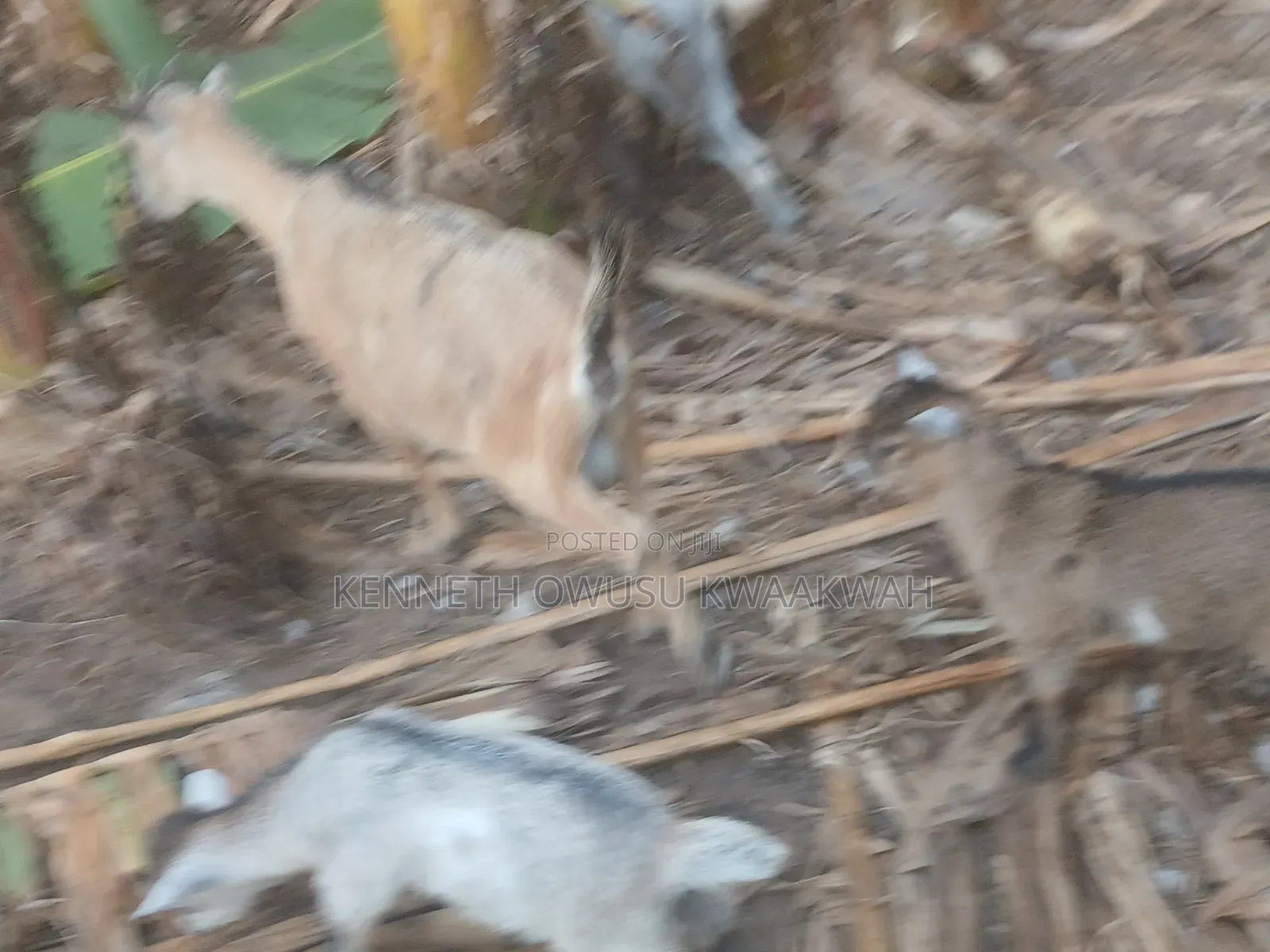 Female Goat,2nd Birth Femal Goat
