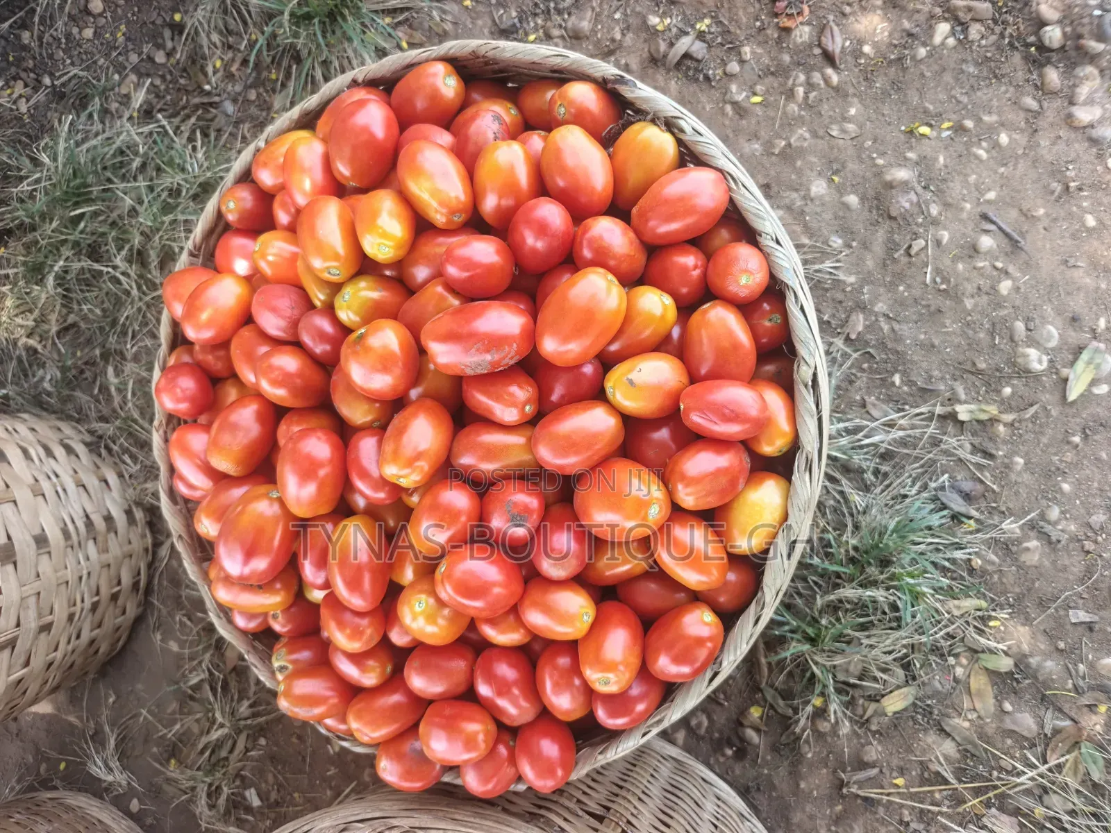 Fresh Tomatoes Straight From the Farm!