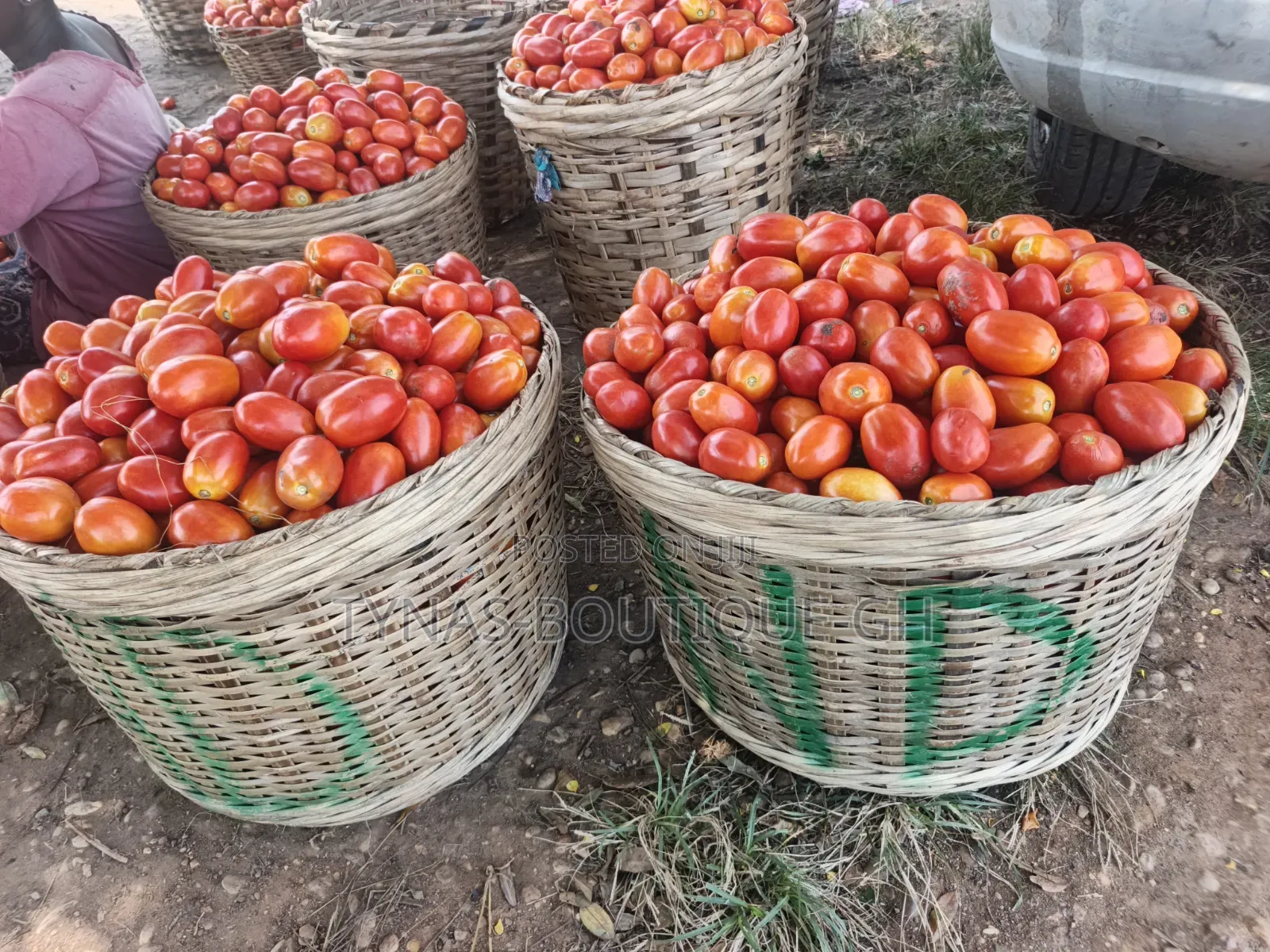  Fresh Tomatoes Straight From the Farm!