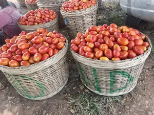  Fresh Tomatoes Straight From the Farm!