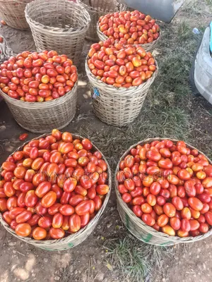  Fresh Tomatoes Straight From the Farm!