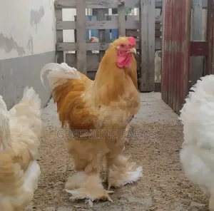 Brahma Chicken Gl