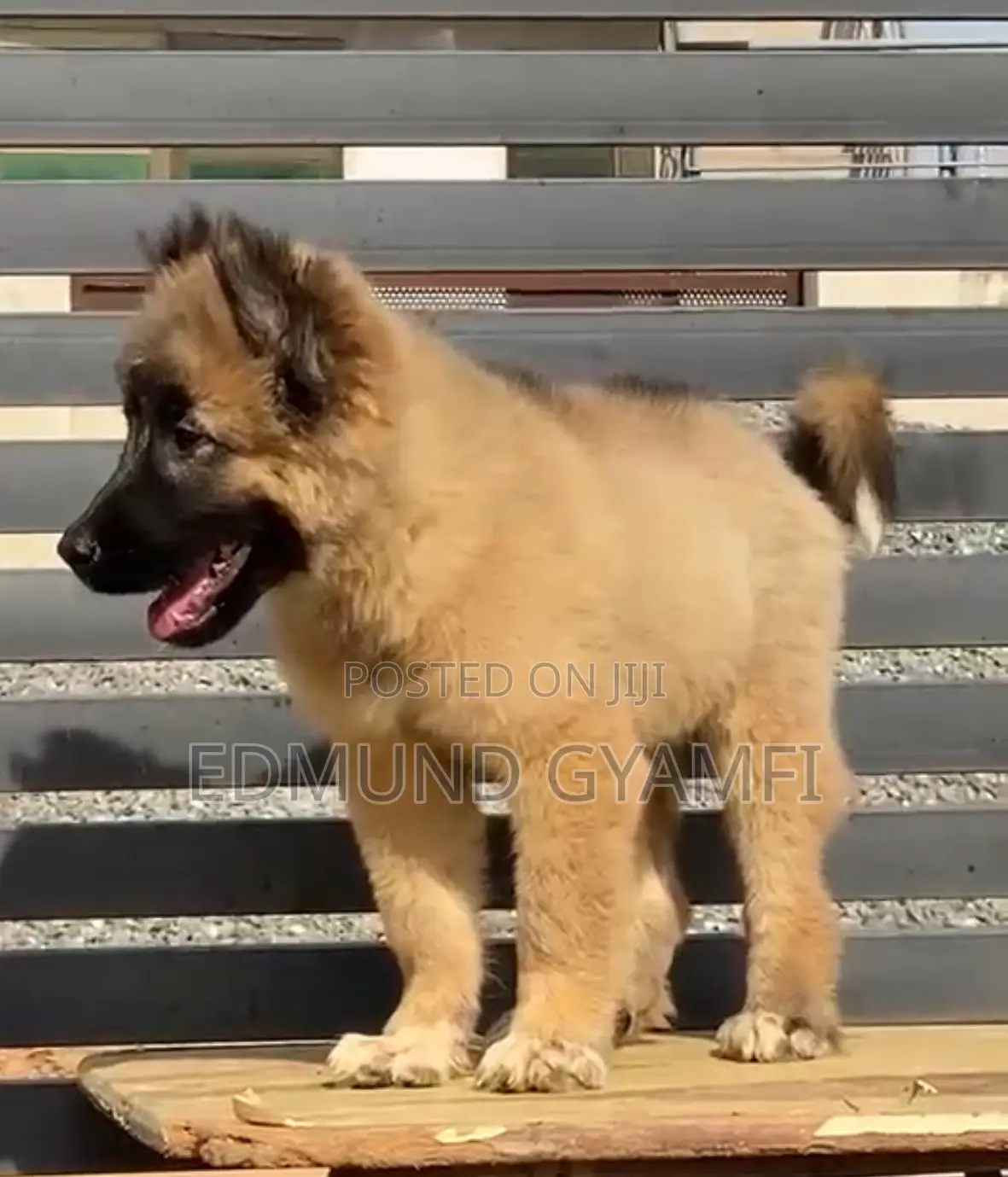 1-3 months Male Purebred Caucasian Shepherd