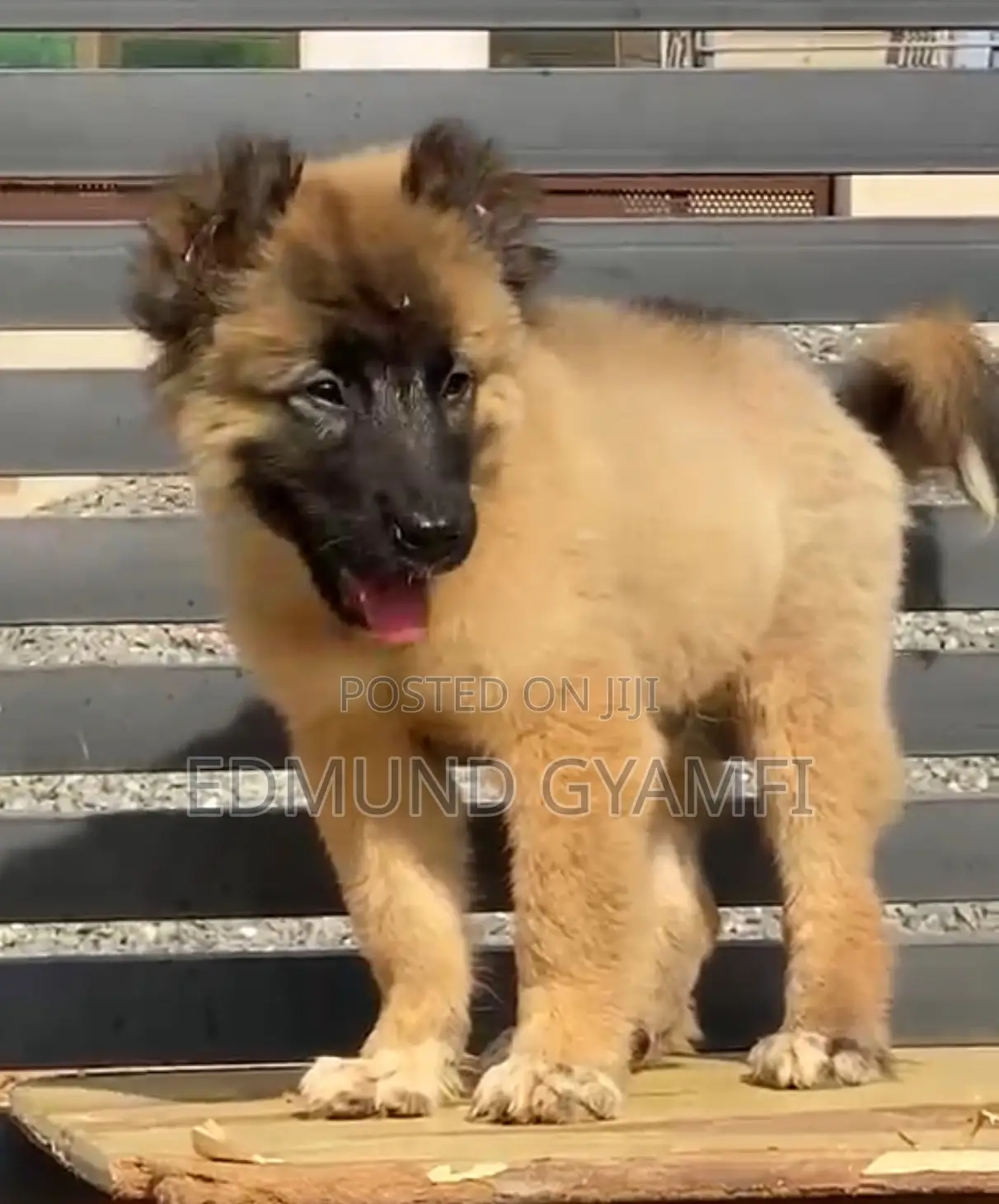 1-3 months Male Purebred Caucasian Shepherd