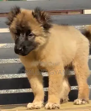 1-3 months Male Purebred Caucasian Shepherd
