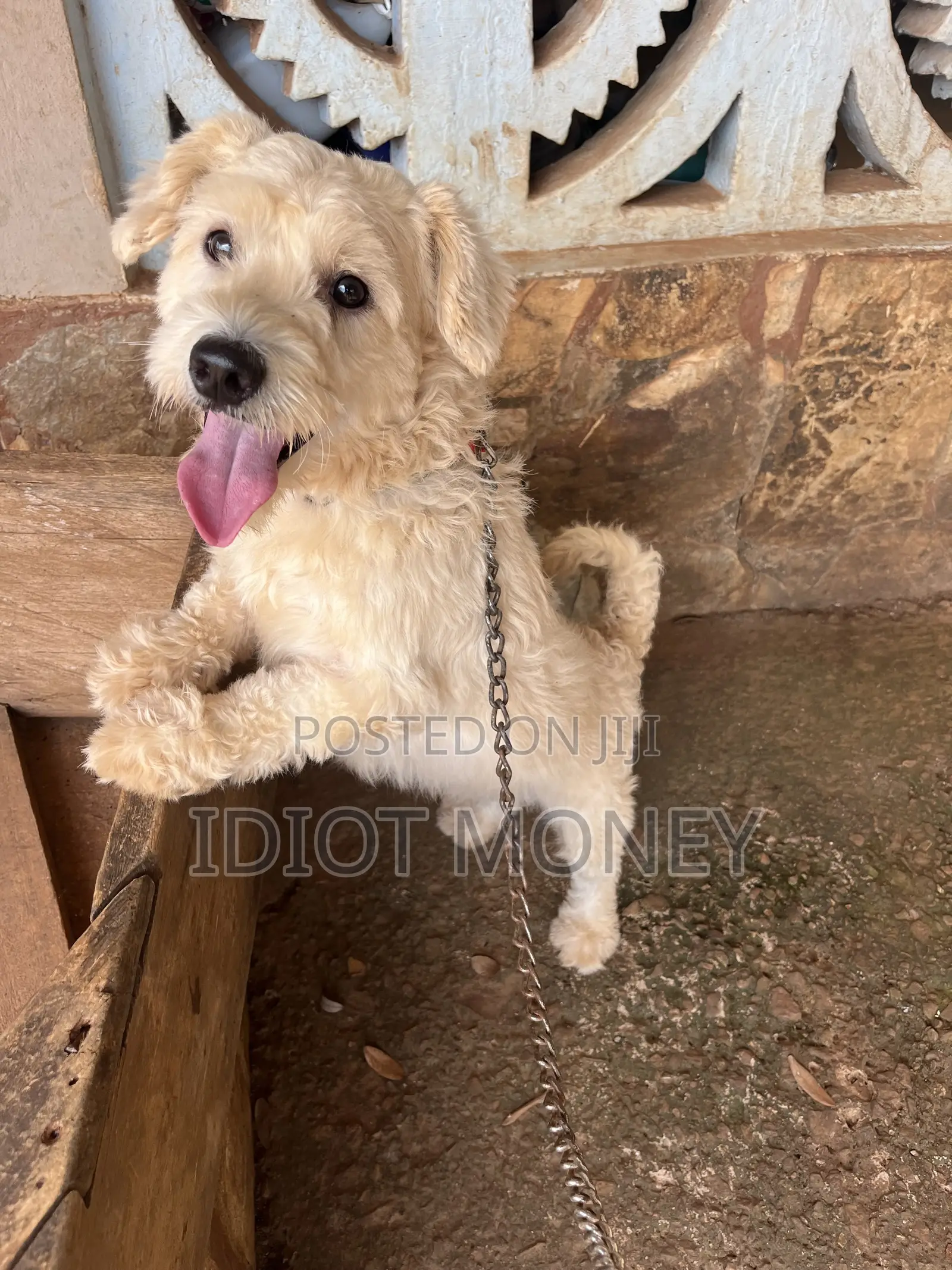 1+ year Male Purebred Poodle